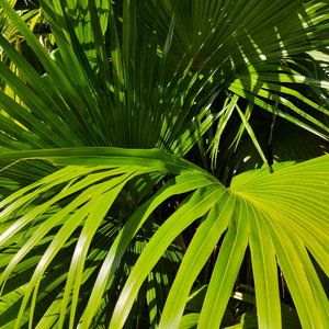 比安卡格莱美原视频
